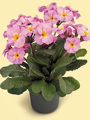 Первоцвіт високий полонинський Stella Light Lilac F1
