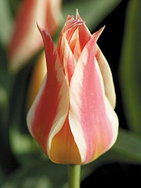 Тюльпани Грейга Quebec 1011 (3 шт)
