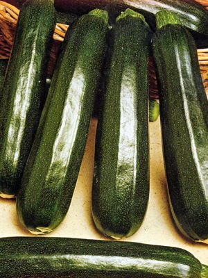 Кабачок Дракоша (2 г) - 1
