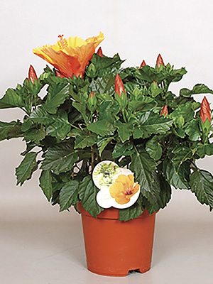 Гібіск китайский Fiori Grande Portofino