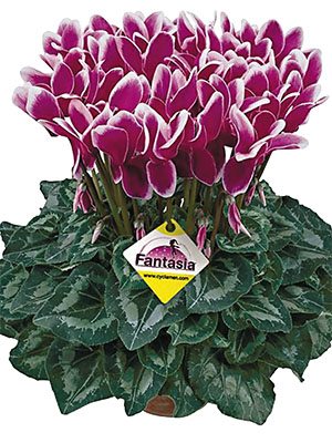 Цикламен крупноцветковый Halios Fantasia Violet Fonce F1 (1 шт)
