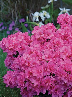 Рододендрон тупий Flash Dance Pink - 1