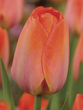 Тюльпани Дарвінові гібриди Orange Van Eijk 12/+ (3 шт)