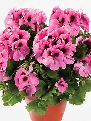 Пеларгония королевская Aristo Pink (1 шт)