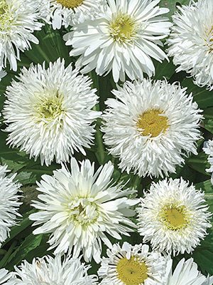 Королицю найбільший Crazy Daisy (3 шт) - 1
