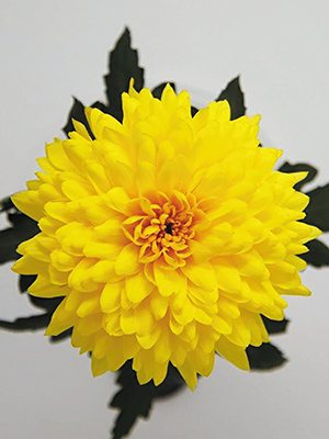 Хризантема срезочная Yeti Dark Yellow (3 шт) - 1