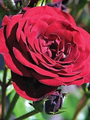 Троянда флорибунда Cordula (1 шт) - 1