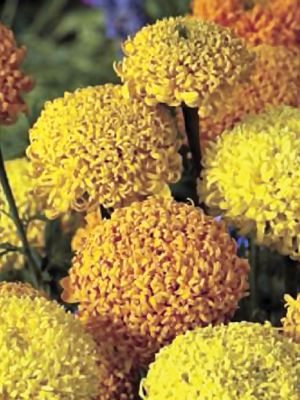 Бархатцы прямостоячие Kiku, смесь (0,1 г)