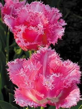Тюльпаны Бахромчатые Fancy Frills 12/+ (100 шт)