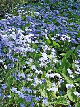 Пупочник весняний Omphalodes verna (1 шт)