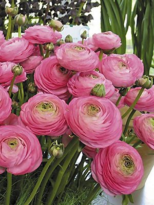 Лютик азиатский Aviv Picotee Rose 5/6 (3 шт) - 1