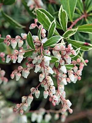 Пиерис японский Little Heath (1 шт) - 1