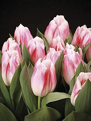 Тюльпани Кауфмана Pleasurre 12/+ (100 шт) - 1