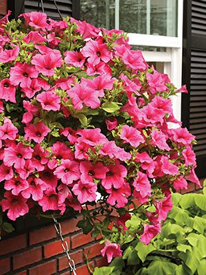 Петуния ампельная Surfinia Hot Pink (1 шт)