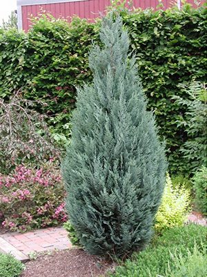 Кипарисовик Лавсона Columnaris (1 шт)
