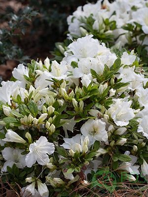 Рододендрон японський Pleasant White (1 шт) - 1