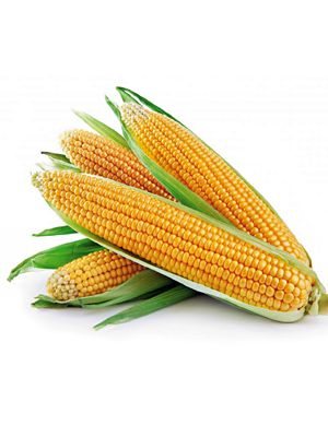 Кукурудза овочева цукрова Апполон F1, суперсолодка (20 шт) - 1