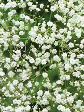 Гипсофила метельчатая Snowflake, белая махровая (0,2 г)