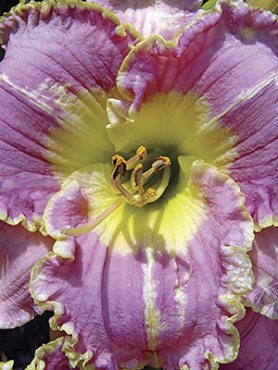 Лилейник гибридный English Lavender, 1 шт