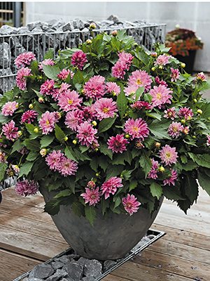 Георгина гибридная Hipnotika Purple (Р12) (1 шт) - 1