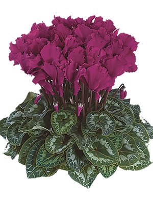 Цикламен Halios Curly Violet Vif F1