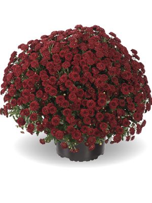 Хризантема мелкоцветковая низкорослая ZsaZsa Red (9 шт) - 1