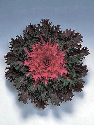 Капуста листяна Feather Leaved Coral Queen F1 (10 шт) - 1