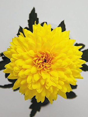 Хризантема зрізна Yeti Dark Yellow (9 шт) - 1