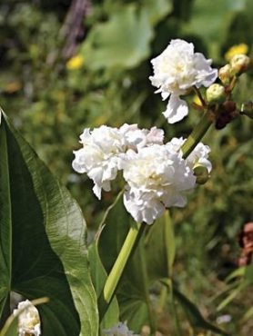 Стрілиця звичайна Flore Pleno