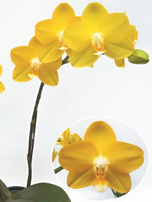 Доритенопсис Hwu-Ann Golden "Taida Honey" (1 шт)