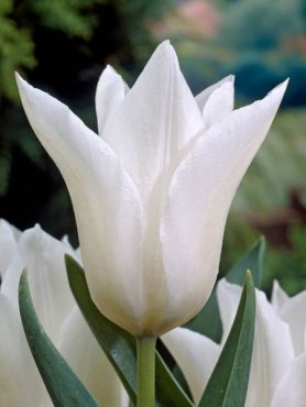 Тюльпани Лілеєцвіті White Triumphator 10&#47;11 (100 шт)