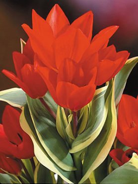 Тюльпан ботанічний чудовий Unicum 89 (3 шт)