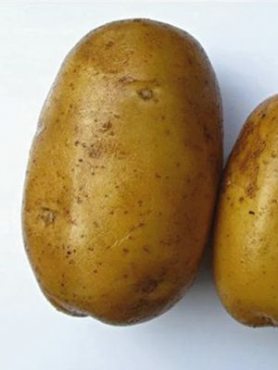 Картопля Мінерва (1 кг)