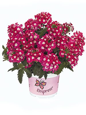 Вербена гибридная Empress Flair Cherry Charme (Р12) (1 шт) - 1