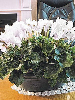 Цикламен Fleur En Vogue White F1 (1 шт) - 1