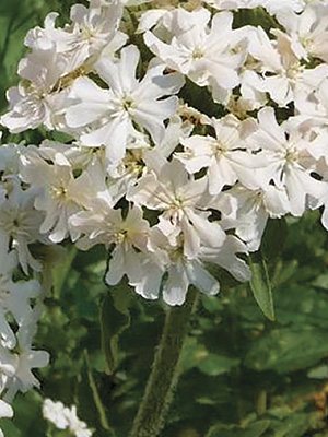 Лихнис халцедонский, білий (3 шт) - 1