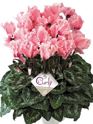 Цикламен крупноцветковый Halios Curly Rose Clair Oeil rouge F1         (1 шт)