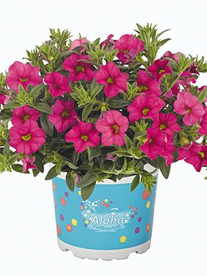 Калібрахоа гібридна Aloha Classic Hot Pink (1 шт) - 1