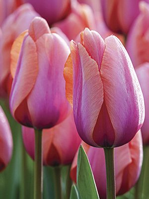 Тюльпани Тріумф Holland beauty 12/+ (500 шт) - 1