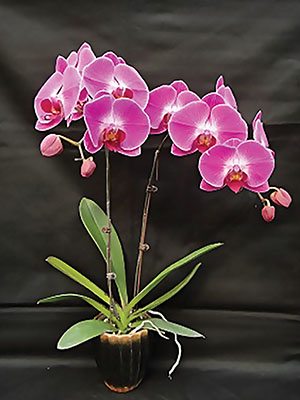 Фаленопсис гібридний Taiwan Princess (1 шт)