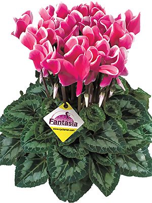 Цикламен крупноцветковый Latinia Fantasia Fuchsia vif F1         (1 шт)
