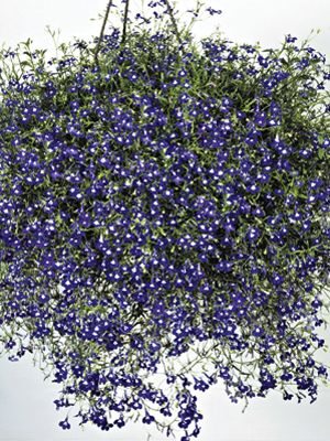 Лобелия эринус каскадная Sapphire, синяя с белым (0,2 г)