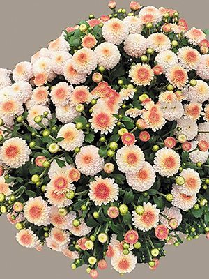Хризантема мелкоцветковая низкорослая Brannobless Bluch Pink (3 шт) - 1