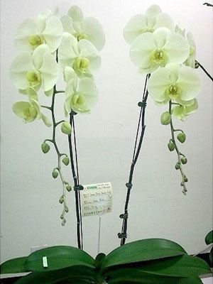 Фаленопсис гібридний Green Earth (1 шт)