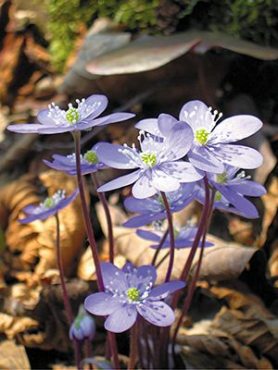 Печіночниця благородна (1 шт)