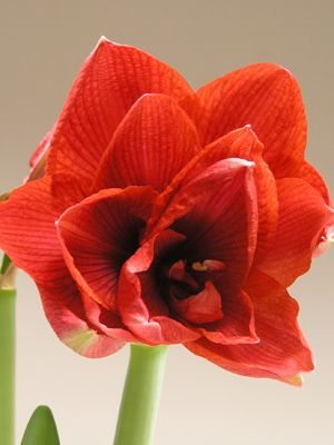 Гиппеаструм гибридный Cherry Nympf 22/24 (1 шт) - 1