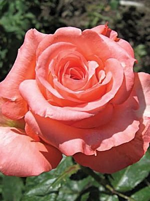 Троянди чайно-гібридна Nobilis (1 шт) - 1