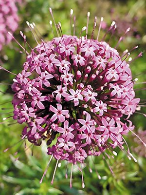 Фуопсис длинностолбиковый Purpurea (1 шт) - 1