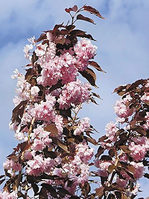 Вишня японская (сакура) Royal Burgundy (1 шт)