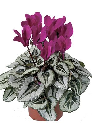 Цикламен Silverado Purple F1